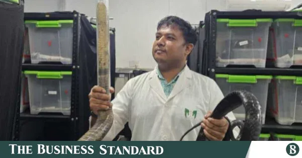 তিন মাসের পুনর্বাসনের পর ১২ ফুটের কিং কোবরা অবমুক্ত