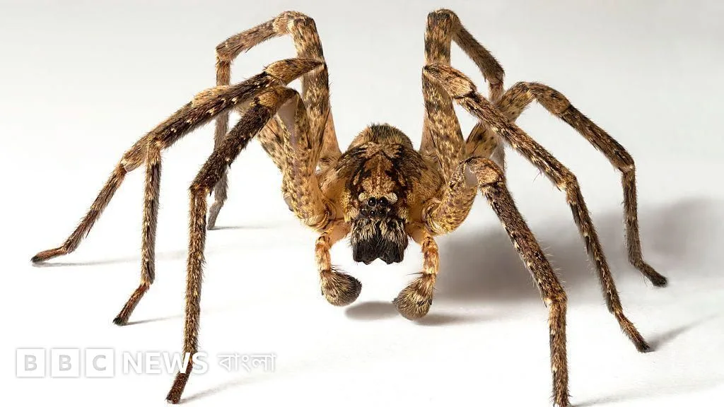 What is a phobia and how can it be overcome?