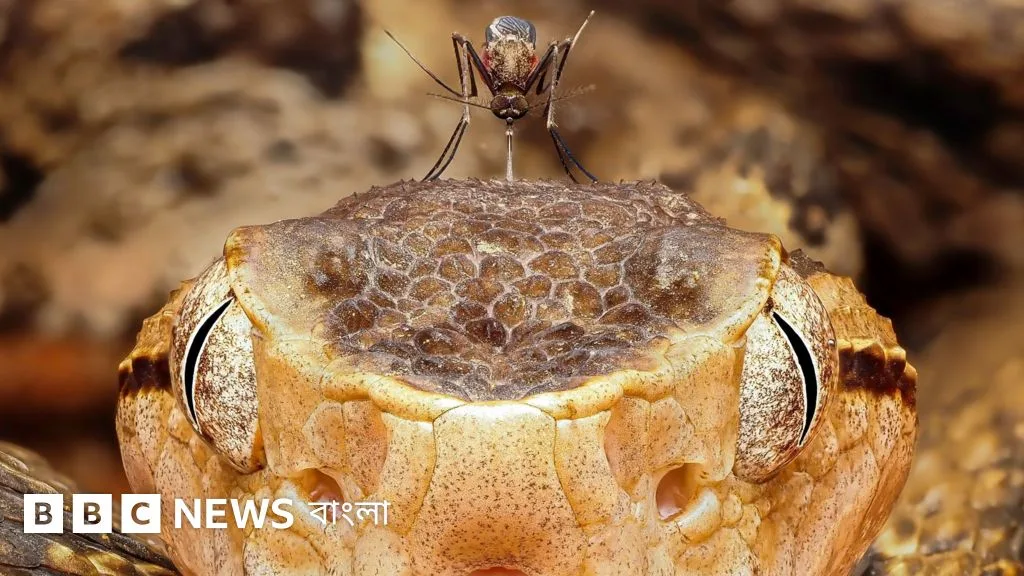 Highlights from the Wildlife Photographer of the Year competition