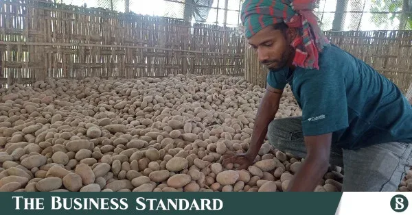 Potato exports drop by half amid rising shipping costs