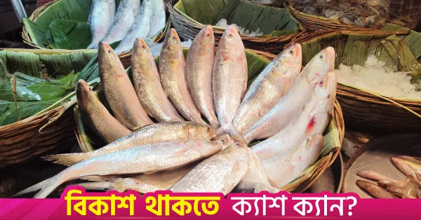 Hilsa prices drop in Chandpur amid increased supply