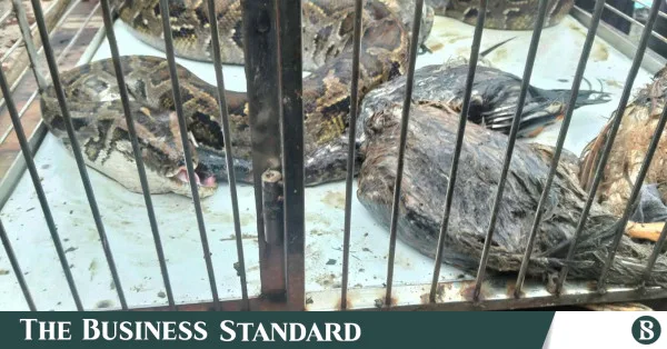 Python discovered in chicken coop near Sundarbans released into wild
