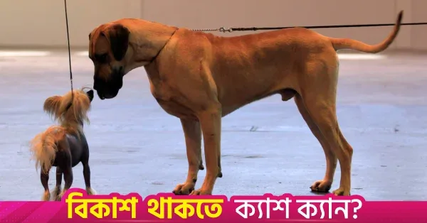 আণবিক স্তরে বড় কুকুরের বয়স দ্রুত বাড়ে