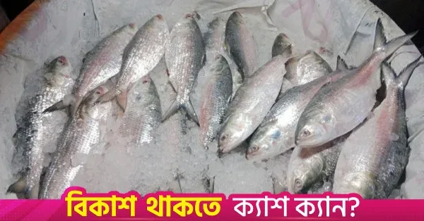 ইলিশ উৎপাদন বাড়াতে নতুন উদ্যোগ সরকারের