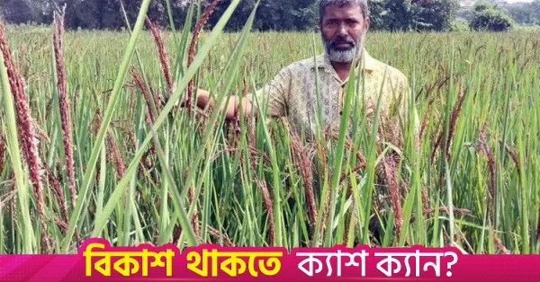 Black rice cultivation sparks hope for crop diversification in Brahmanbaria