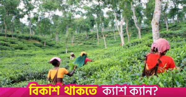 অনুকূল বৃষ্টিপাতে আট মাসে চায়ের উৎপাদন বেড়েছে প্রায় ১৭ শতাংশ