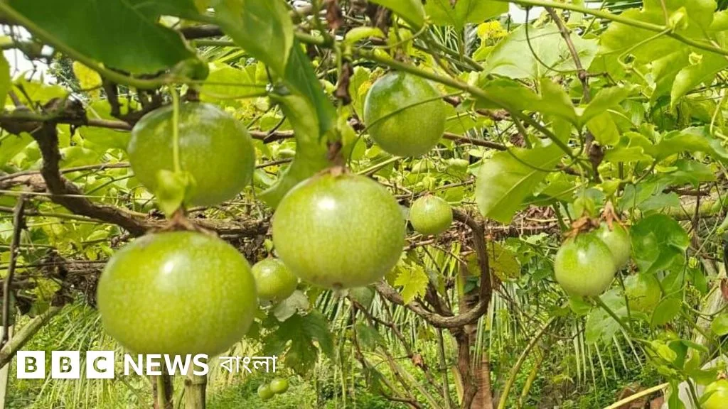 বাংলাদেশে প্যাশন ফ্রুট চাষে কৃষকদের আগ্রহ বাড়ছে